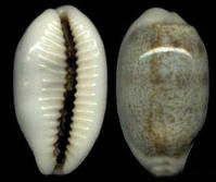 斷帶寶螺 斷帶寶螺