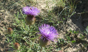 肋果薊屬 肋果薊屬