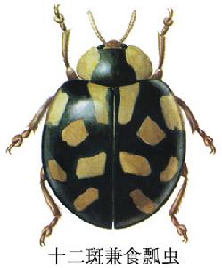 十二斑兼食瓢蟲 十二斑兼食瓢蟲