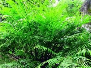 蓮座蕨科 蓮座蕨科