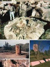 密西西比石化森林 密西西比石化森林