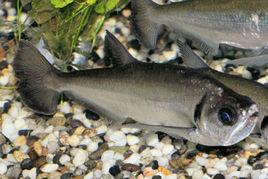 巨水狼脂鯉 巨水狼脂鯉