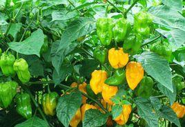 黃燈籠椒 黃燈籠椒