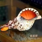 地中海法螺 地中海法螺