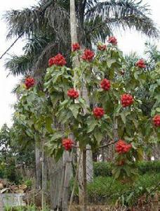 胭脂樹 胭脂樹