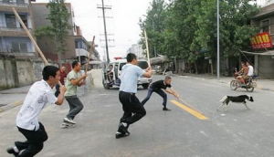 拙狗被路人追打