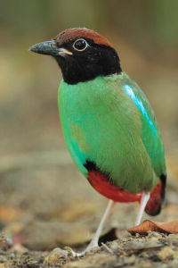 綠胸八色鶇 綠胸八色鶇