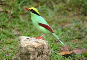 短尾綠鵲 短尾綠鵲