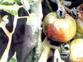 柑橘灰霉病 柑橘灰霉病