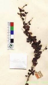 那覺小檗 那覺小檗