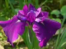艾里斯[鳶尾花品種]