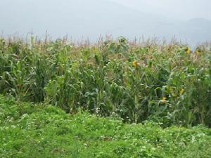 上白來烏村-玉米種植