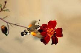 小豆長喙天蛾 小豆長喙天蛾