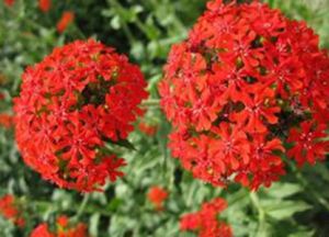 大株粗莖紅景天 大株粗莖紅景天