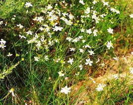 唐松草組 唐松草組