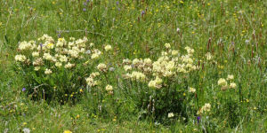 淡黃棘豆 淡黃棘豆