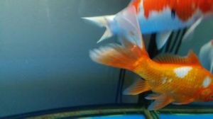 金魚痘瘡病 金魚痘瘡病