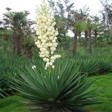 龍舌蘭麻第11648號 龍舌蘭麻第11648號