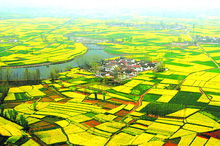 油菜花海