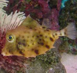 駝背三棱箱魨魚 駝背三棱箱魨魚