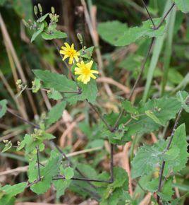 抱莖小苦蕒 抱莖小苦蕒