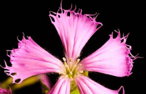 流蘇坎皮恩 流蘇坎皮恩