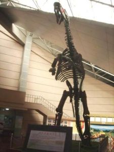 高9.1米、長16.6米的巨大鴨嘴龍骨架化石