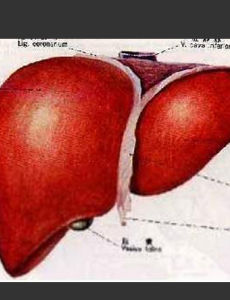 原發性肝癌 原發性肝癌