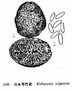 日本考巴菌 日本考巴菌