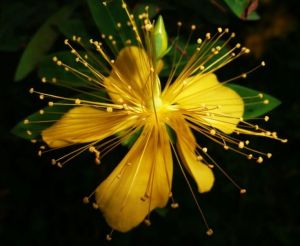 大萼金絲桃 大萼金絲桃