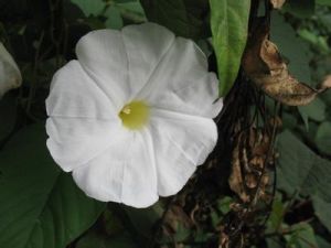 山豬菜（亞種）