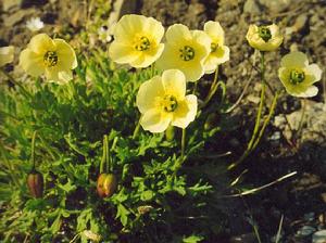 斯瓦爾巴德罌粟極地亞種3