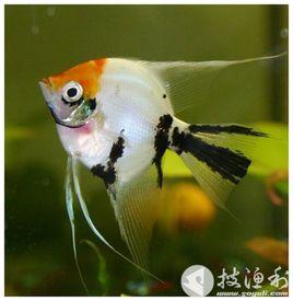 三色神仙 三色神仙