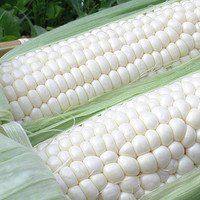 家香糯108 家香糯108