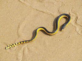 黃腹海蛇 黃腹海蛇