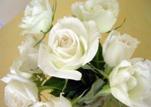 中荷玫瑰園 中荷玫瑰園