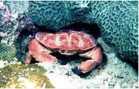 細紋愛潔蟹 細紋愛潔蟹