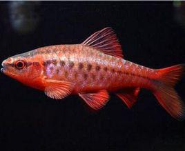 紅玫瑰[觀賞魚品種]