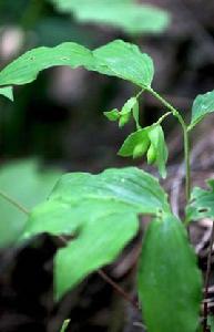 二苞黃精 二苞黃精