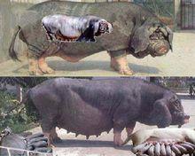 張井村內飼養的蘇太豬