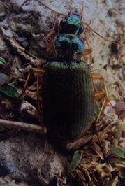 狹邊青步甲 狹邊青步甲