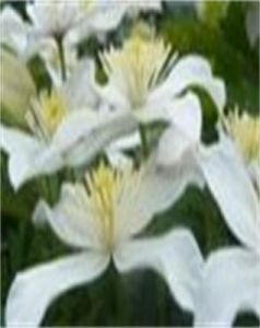 小渡鐵線蓮 小渡鐵線蓮