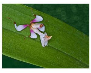 攻擊性擬態 攻擊性擬態