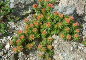 長白紅景天 長白紅景天
