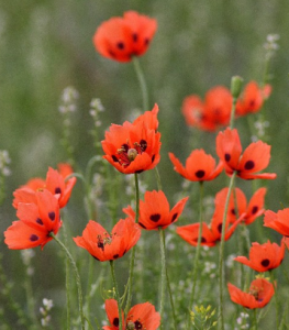 齒緣紅罌粟 齒緣紅罌粟