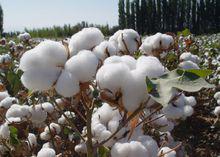 棉花