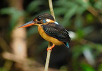 藍帶翠鳥分布圖