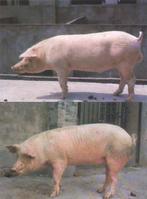 浙江中白豬 浙江中白豬