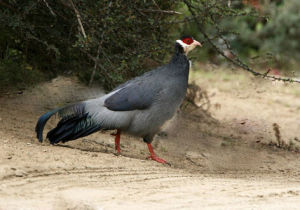 哈曼馬雞 哈曼馬雞