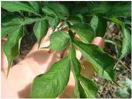 白毛魔芋 白毛魔芋